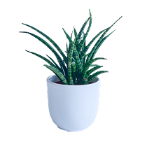 product-name-here-5